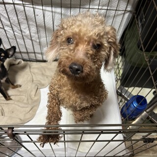 元気いっぱいトイプードルくん