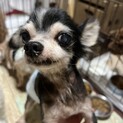 ワガママチワワくん
