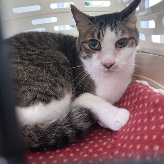 懐っこくて大人しい…好感度バツグンの予感