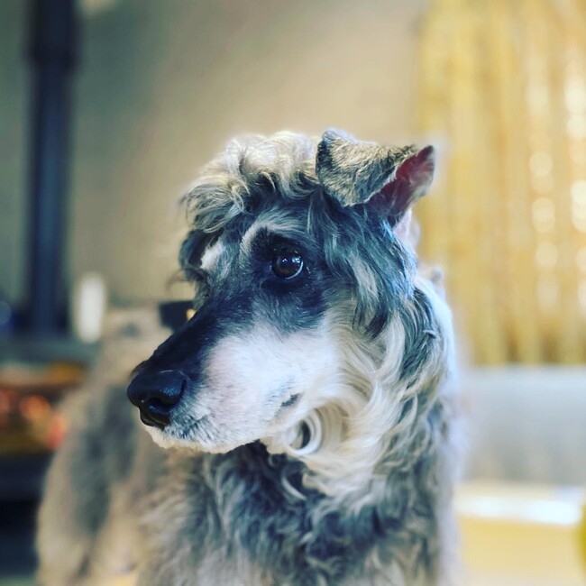 KRKSのカバー写真