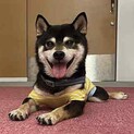 可愛いわんぱく柴犬、黒柴の『アーニャ』