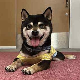 可愛いわんぱく柴犬、黒柴の『アーニャ』