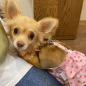 とても健気で可愛い甘えん坊チワワやすこ