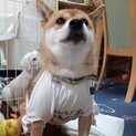しっかりした甘えん坊柴犬の『きびだんご』