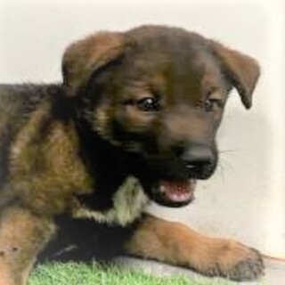 4-3-260◆可愛い子犬◆家族に迎えませんか？