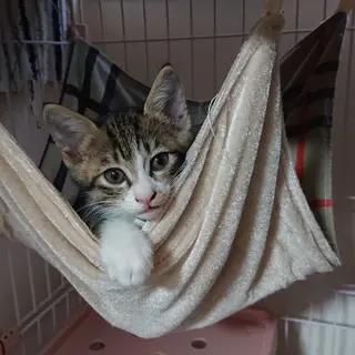 生後2ヶ月過ぎ、3匹の女の子たち♀