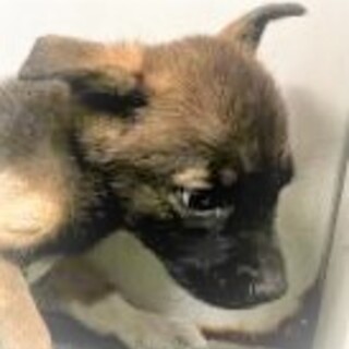 4-3-263◆可愛い子犬◆家族に迎えませんか？