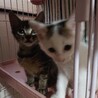 生後2ヶ月過ぎ、3匹の女の子たち♀ サムネイル6