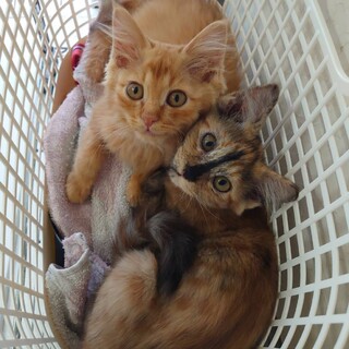 ふわふわ茶トラ★モフ君＆サビ♡フミちゃん　3ヶ月　