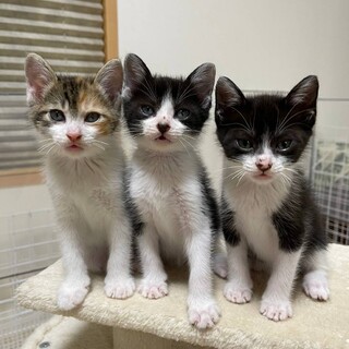 伊勢原③ひじき君決定おかかちゃんトライアル中