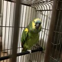 キボウシインコ里親募集