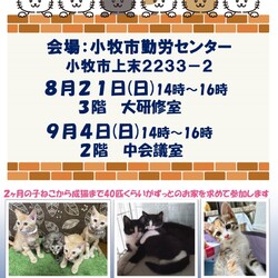 保護猫の譲渡会in小牧