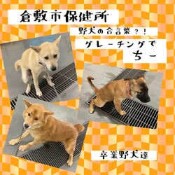 「倉敷野犬の合言葉、グレーチングでちー→譲渡決定！」サムネイル2