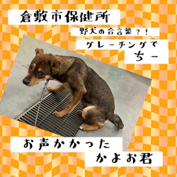 「倉敷野犬の合言葉、グレーチングでちー→譲渡決定！」サムネイル3