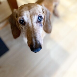 過酷な境遇にも関わらずいつもご機嫌ダックスの男の子