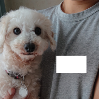 ココちゃん＊トイプードル