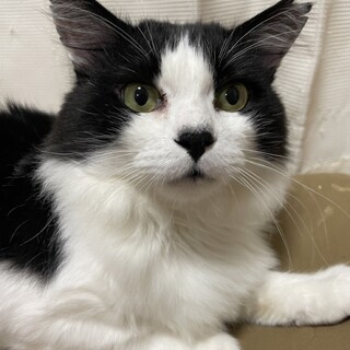 モフモフ撫で放題、ゴロン君