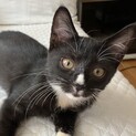 【ミニシズク】おかげさまで里親様が決まりました。
