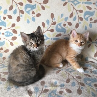 フワフワ可愛い姉妹です