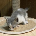 かわいいグレーの子猫ちゃん