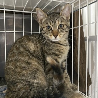 なれなれ♡モカちゃん♀5か月