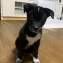 かわいい子犬の男の子