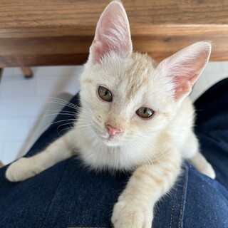 素敵なご家族に迎えていただきました☆菊丸くん