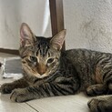 おかげさまで素敵な家族に迎えていただきました☆ニナ