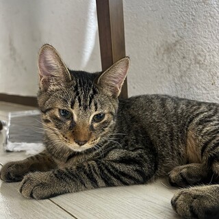 おかげさまで素敵な家族に迎えていただきました☆ニナ