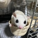 フクロモモンガ