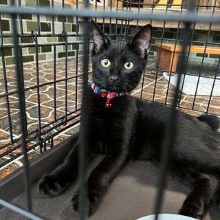 4月生まれのイケメン黒猫ちゃん