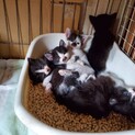 野良子猫5匹