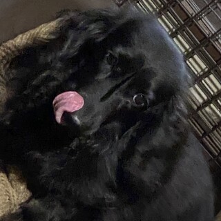 散歩に連れて行って下さい。