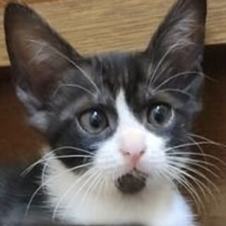 元気いっぱいの可愛い❤️仔猫のクゥ君❣️