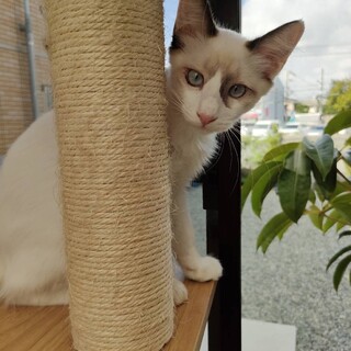 慣れ慣れブルーアイ。ラグドール風なこねこ♂