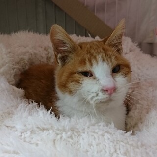 猫は好き、人はちょっと怖い