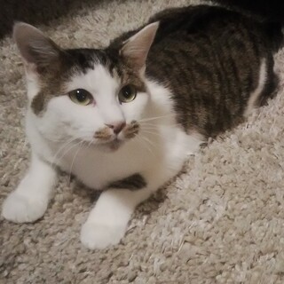 白血病キャリアの甘えたさん