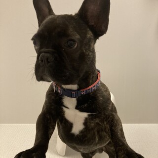 11ヶ月男の子フレンチブルドッグ