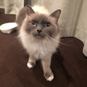 バーマンの女の子の里親