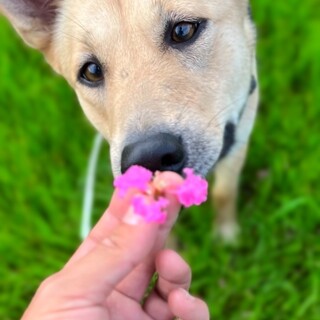 可愛さと美しさをもった純真無垢な野犬の子あいちゃん