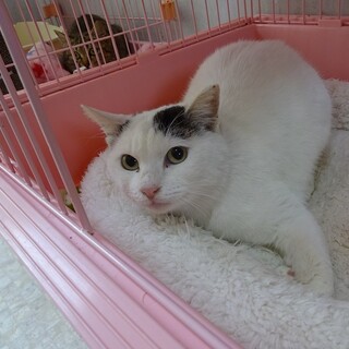 エイズキャリアの高齢猫さん