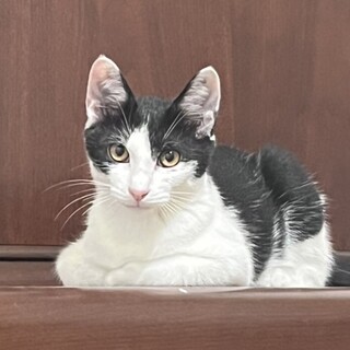 イケニャン白黒子猫のオレオ！