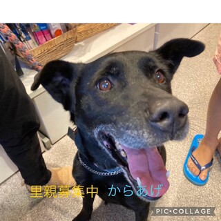 からあげ（MIX・雄・9歳位）