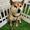 小柄で穏やかな柴犬☆柚子ちゃん