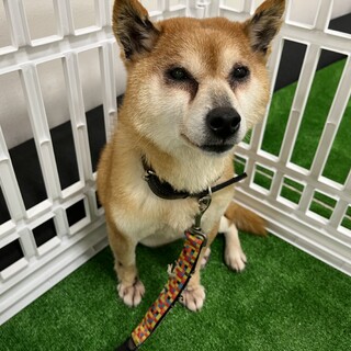 小柄で穏やかな柴犬☆柚子ちゃん