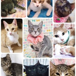 ねこざんまい譲渡会@東日本橋 サムネイル2