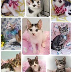 ねこざんまい譲渡会@東日本橋 サムネイル3