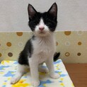 人馴ればっちり☆みそくん