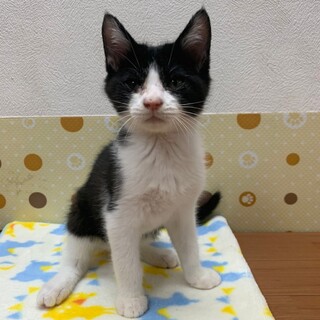 人馴ればっちり☆みそくん