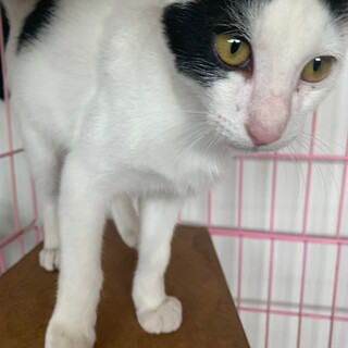 白黒の子猫です